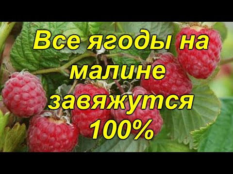 Видео: Самая важная подкормка ремонтантной малины летом (реально работает!)