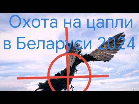 Видео: Охота на цапель и бакланов в Беларуси 2024 часть 6