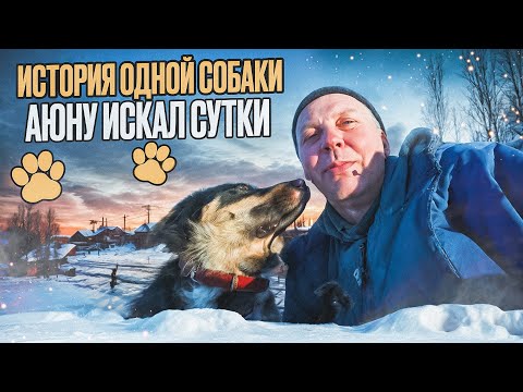 Видео: Как я сутки искал БАНХАРА? Аюна убежала... я был в отчаянии. "Мое Подворье"