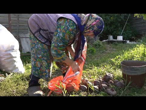Видео: ЧТОБЫ СОХРАНИТЬ УРОЖАЙ ДО ВЕСНЫ выкапываем яму, закладываем картошку и засыпаем грунтом. (АСМР)