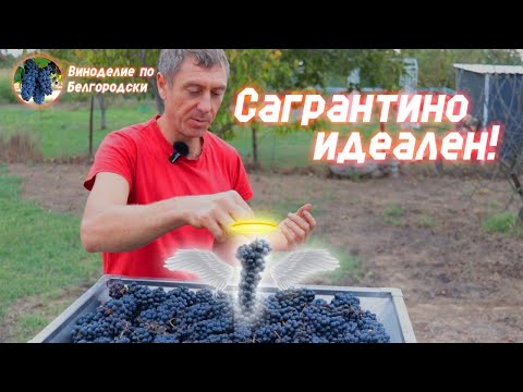 Видео: Сагрантино! Путешествие из Белгорода на Кубань
