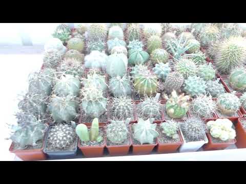 Видео: Обработка Кактусов от Вредителей