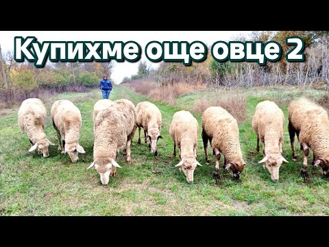 Видео: Купих още две овце на село #animals #lamp #farming #villagelife #funny #egg 