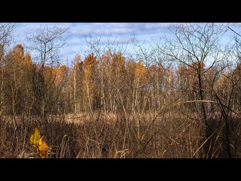 Видео: На мотоцикл впала Береза,а я дерусь через Болото серед Хащ.Ось воно-справжнє Полісся