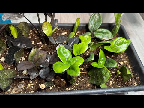 Видео: Вношу под любой цветок и даже самый слабый вмиг оживет, позеленеет и зацветет мощно