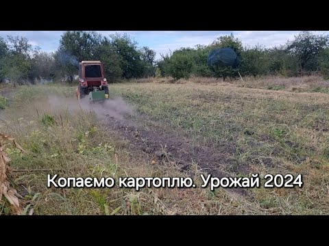 Видео: Дача. Копаємо картоплю. Урожай 2024. Такого, ще не було.