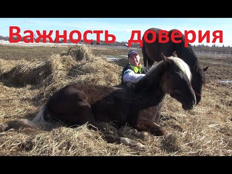 Видео: Междудельчик №6.  Доверие лошади.