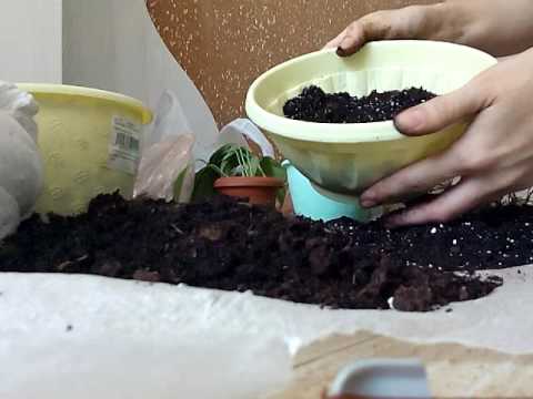 Видео: пересадка, омоложение, черенкование калатеи