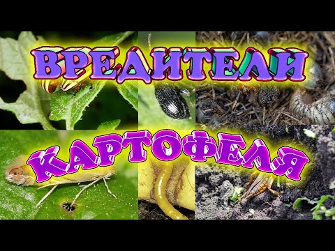 Видео: 10 самых опасных вредителей картофеля: Описание Фото Эффективные методы борьбы с ними. Защита урожая