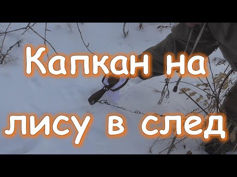 Видео: Эффективный способ установки капкана на лису в след