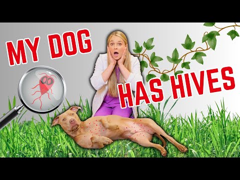 Видео: Безрецептурные средства от аллергий и кожных высыпаний у собак! | Легко объяснить!