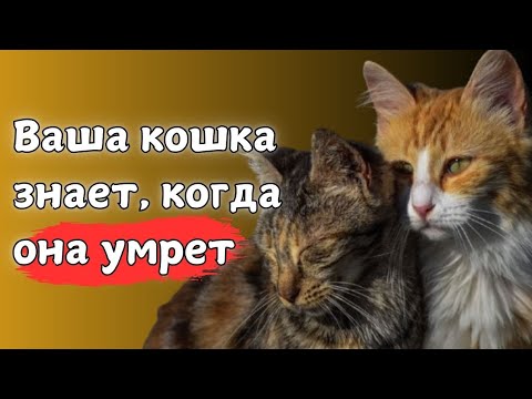 Видео: 7 ПРИЗНАКОВ ТОГО, ЧТО ВАША КОШКА СКОРО УМРЕТ