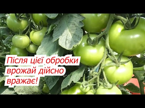 Видео: Врожай томатів та перцю майже подвоюється- всього одна обробка!