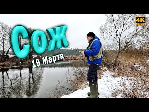 Видео: Спиннинг с берега на реке Сож. Весенняя ловля Щуки