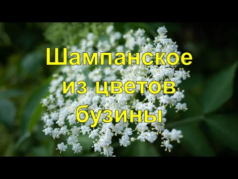 Видео: Шампанское из цветов бузины