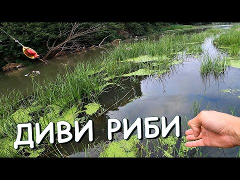 Видео: РИБОЛОВ на ДИВИ РИБИ - ОГРОМЕН РАСПЕР СКОЧИ пред ВЪДИЦАТА ми / FISHING for WILD FISH/Речная рыбалка