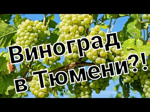 Видео: Виноград в Сибири.