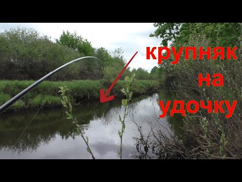 Видео: КРУПНЯК на удочку! Всей компашкой НА РЫБАЛКУ!