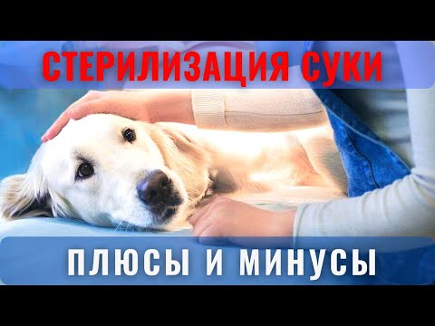 Видео: 🐕📝🐾 Стерилизация суки: плюсы и минусы