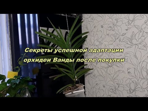 Видео: ОРХИДЕЯ ВАНДА. Секреты успешной адаптации орхидеи Ванды сразу после покупки на канале Цветочная фея