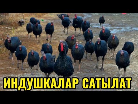 Видео: ЗОР ИНДУШКАЛАР ЖӨЖӨЛӨР САТЫЛАТ 💪🏻 #байтв 
