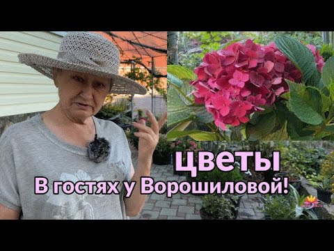 Видео: В гостях у Ворошиловой. Что цветет у Анны Борисовны? / Сад Ворошиловой