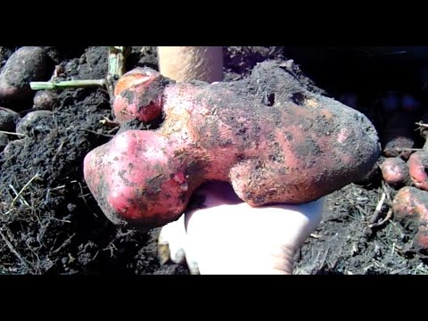Видео: КАК МЫ КАРТОШКУ КОПАЛИ . СОРТА САРПО МИРА И ШАРВАРИ ПИРОЖКА