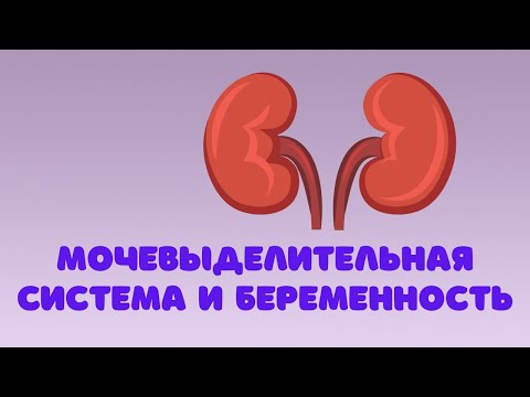 Видео: МОЧЕВЫДЕЛИТЕЛЬНАЯ СИСТЕМА И БЕРЕМЕННОСТЬ #doctorberezovska #olenaberezovska #беременность  #почки