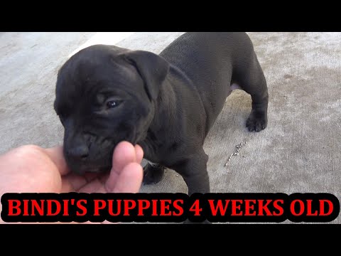 Видео: Щенкам Бинди 4 недели!