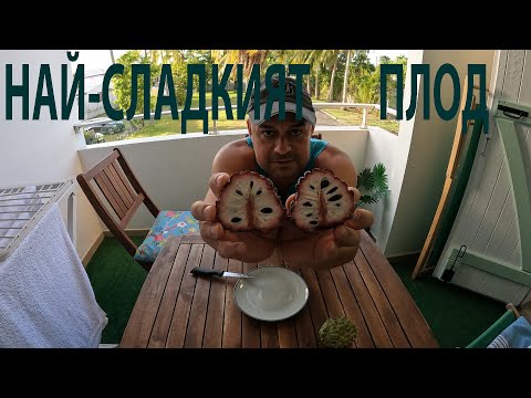Видео: НАЙ-СЛАДКИЯТ ПЛОД Е ОПАСЕН! THE SWEETEST FRUIT 