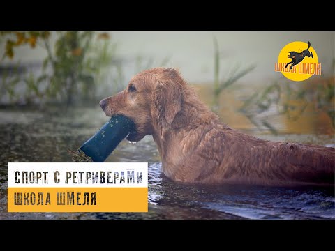 Видео: Спорт с ретриверами / ШКОЛА ШМЕЛЯ