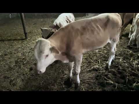 Видео: Какие бычки лучше для откорма