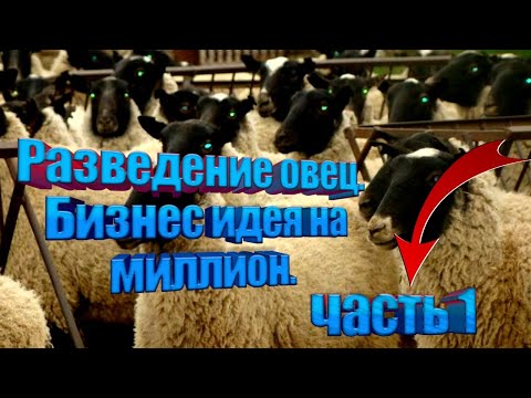 Видео: Разведение овец. Бизнес идея на миллион.