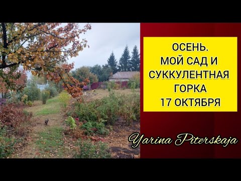 Видео: Мой сад и суккулентная горка 17 октября.