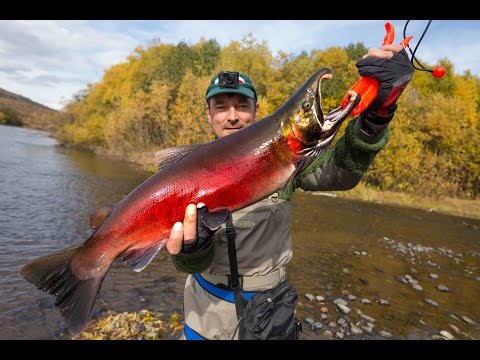 Видео: Камчатская рыбалка! Река Жупанова..много медведей