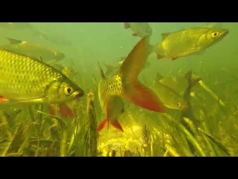 Видео: ОСТАВИЛ КАМЕРУ ПОД ВОДОЙ И УШЁЛ ЗА ТРОФЕЕМ. ТАКАЯ РЫБАЛКА У МЕНЯ ВПЕРВЫЕ! РАЗВЕДКА, АТАКА И ЛАЙФХАК