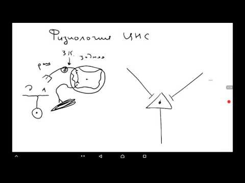 Видео: Физиология центральной нервной системы. Методы исследования центральной нервной системы