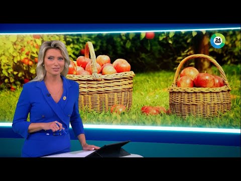 Видео: Сбор яблок в Беларуси из-за погодных условий оказался под угрозой