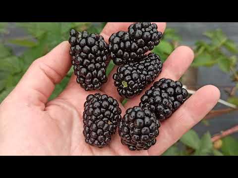 Видео: Ежевика Натчез - изумительный сорт! Начало плодоношения. Омск, 01.08.2021