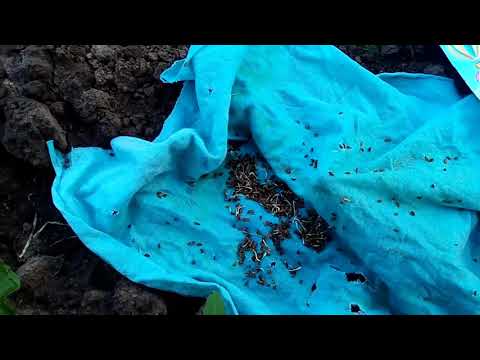 Видео: Не всходит морковь? 100% способ - морковь взойдет через пару дней! Попробуй, ещё не поздно посеять!