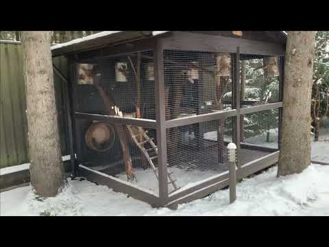 Видео: Как поить белок зимой? Где купить лучший вольер для животных?