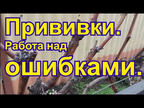 Видео: Прививки. Работа над ошибками влияющими на результат.