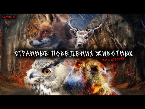 Видео: Странные поведения животных (5в1) Выпуск №1