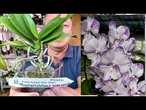 Видео: РАЗБИРАЮ РЕДКУЮ ОРХИДЕЮ с ШЕЕЙ как у ЖИРАФА и НЕПРИЯТНОСТЬ с корнями орхидеи