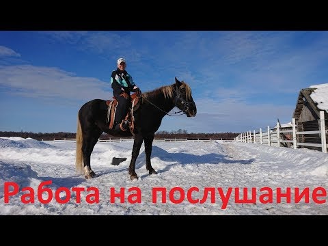 Видео: О послушании лошади в начале заездки.