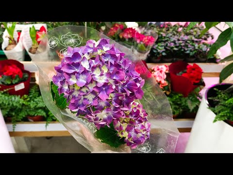 Видео: ✅⚘ЛЕРУА МЕРЛЕН💜ВЕСНА СТУЧИТСЯ В ДВЕРИ🪴