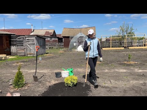 Видео: НОВЫЕ КУСТАРНИКИ ДЛЯ ОЗЕЛЕНЕНИЯ УЧАСТКА/ВЫСОКИЕ ГРЯДКИ/МАЙСКИЙ УРОЖАЙ В ТЕПЛИЦЕ