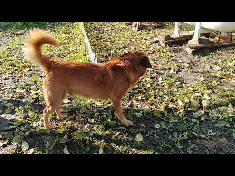 Видео: Мой бусинец.