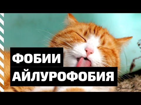 Видео: Фобия. Айлурофобия — боязнь кошек