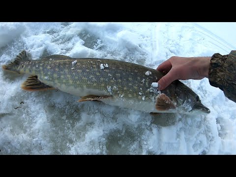 Видео: ТОЛЬКО ПОСТАВИЛ ЖЕРЛИЦЫ. И сразу ЗАЧЕТНАЯ ЩУКА.